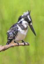 &nbsp; / Малый пегий зимородок - Pied Kingfisher