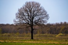 Весеннее одиночество. / Весна, древо.