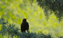 blackbird / blackbird