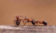 Соображалки на троих / снимал мурашей