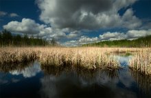 swamp land / swamp land