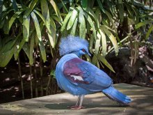 Западный венценосный голубь (Goura cristata) / Это уже не дикая природа, а парк птиц на Бали, но объект съемки замечательный - голубок размером 70 см - знатный зверюга :-) Да и позирует профессионально.