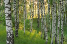 Свет березовой рощи. / Когда вечернее солнце стремится к горизонту.