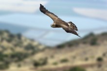 Рождённый летать / Змееяд - Short-toed Snake Eagle