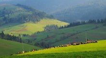 И снова про диагонали / Карпатский пейзаж с разноцветными диагонали холмов и стадом овец ранним утром