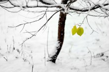 желтый / Снег, желтый осенний лист