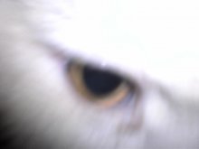 Орлиный взор / Кошачий глаз
