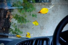 осень / желтые листья, дождь