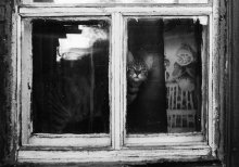 [^^] / кот в окне, окно в коте ;)