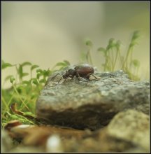 Камень на камень... / Камень на камень...