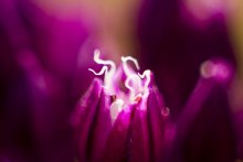 Lights / Макро фото цветов дикого лука, по-идее , снято на макромех с Гелиосом-44м