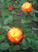 Огненный цветок / роза гибрид