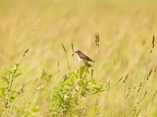 Луговой чекан / Эти  небольшие птички очень любят восседать на высоких стеблях травы