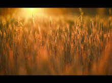Рассвет на пшеничном поле / ...