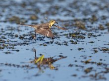 Водный мир / Трясогузка охотится на заростающей водорослями глади пруда