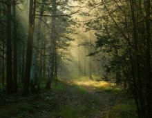 В лесу / утром в лесу