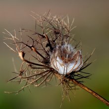 НАСЕДКА / На  гнезде с яйцами самка паука.