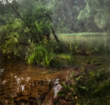 Безсюжетный лесной этюд / Белорусские леса