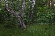Старые берёзы / Белорусские леса