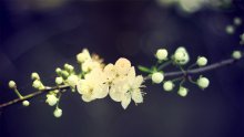 Вдохновение на лето / Пока муж работал я разглядывала первые цветочки)))