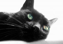 black in light / моя любимая котейка)