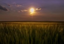Июнь, хлеба ещё не поспели / Белорусская природа