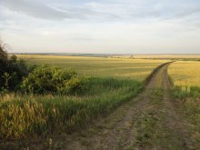 Дороги, которые нас вибирают. / Летний, вечерний снимок пшеничного поля.