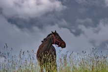 О поле и лошадиной воле... / На берегах Селигера