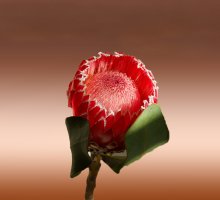 Protea Lady Di / африканская роза