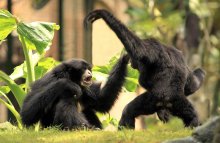 Общение / шимпанзе