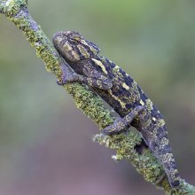 Мастер камуфляжа / Хамелеон (Chamaeleonidae)