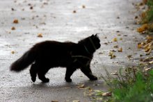 Кот на прогулке (Cat walking) / Черный кот прогуливается после дождя по улице