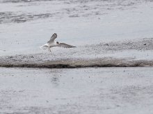 Поколение 2013 / Молодая озёрная чайка, появившаяся на свет в нынешнем году, рыбачит на дне рыбоводческого пруда, воду в котором спустили для очистки дна