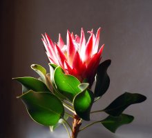 Protea Madiba / африканская роза