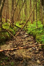 В сказочном лесу / В глубене карпатского леса.