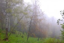 Растворяясь в тумане... / Туман в лесу Горного Алтая