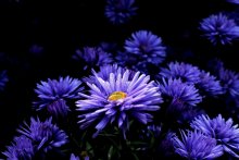 фиолет / осенние цветы в саду