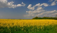 Флаг Украины. / Рапс в цвету.