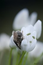 СОНЯ / Дикая пчелка спит в цветке дикого чеснока.