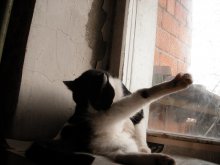 Готовимся к выборам / гибкость и чистота