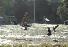 Пекло. / Ростов в тополином пуху.