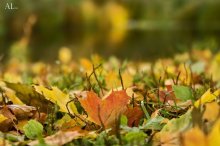 Лист осенний, лист кленовый / Осень