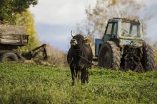 Сельский мотив / ***