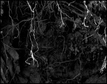 Нервы леса / Корни поваленного дерева .