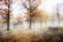 Зачарованные / Осенний лес