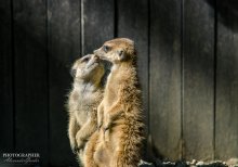 Zoo Osnabrück / Животные