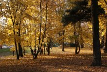 Осень / Лошецкий парк. Листопад.