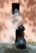 Кошка, кошка, выгляни в окошко! / Во дворе дома в центре Гомеля