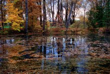 Заросший пруд / Палитра осенних красок...