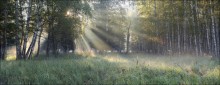 Утреннее сияние. / Утро в заповеднике "Лосиный Остров".